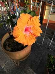 Hibiscus rosa-sinensis