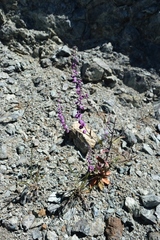 Streptanthus glandulosus pulchellus