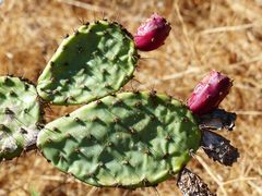 Opuntia × vaseyi