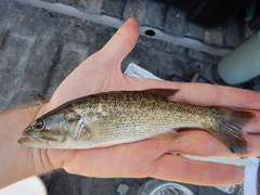 Micropterus treculii