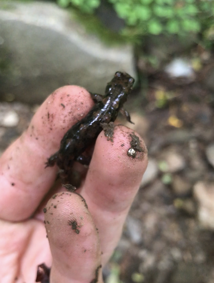 Seal Salamander in June 2020 by Liam Pentangelo · iNaturalist