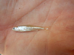 Notropis