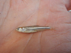 Notropis