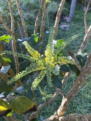 Berberis × hortensis