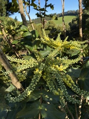 Berberis × hortensis