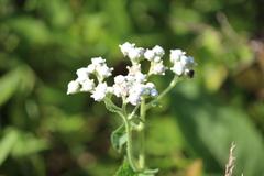 Parthenium auriculatum