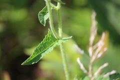 Parthenium auriculatum