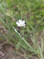 Silene taimyrensis