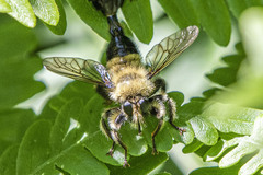 Laphria sacrator