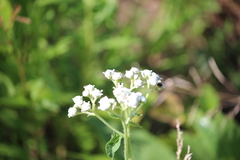 Parthenium auriculatum