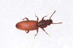 Oryzaephilus mercator