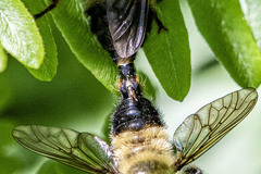 Laphria sacrator