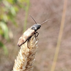 Megapenthes turbulentus
