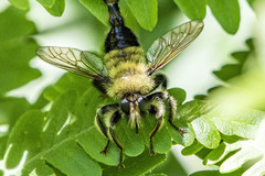 Laphria sacrator