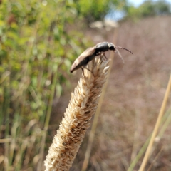 Megapenthes turbulentus