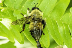 Laphria sacrator