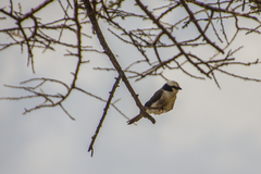 Eurocephalus ruppelli