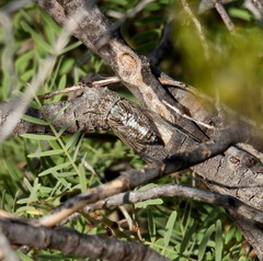Diceroprocta eugraphica