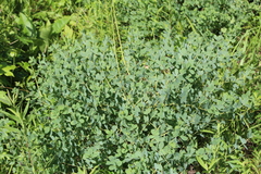Baptisia australis aberrans