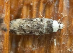Endrosis sarcitrella