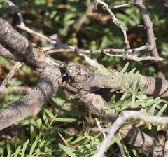 Diceroprocta eugraphica