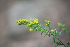 Solidago pinetorum
