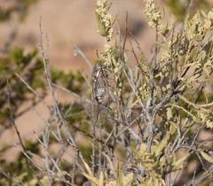 Diceroprocta eugraphica
