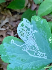 Phytomyza minuscula group