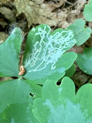 Phytomyza minuscula group