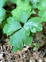 Phytomyza minuscula group