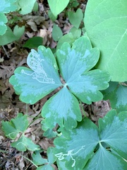 Phytomyza minuscula group