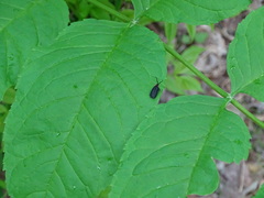 Lucidota atra