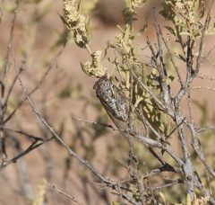 Diceroprocta eugraphica