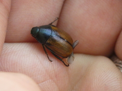 Anomala dubia