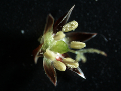 Luzula rufescens