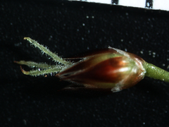 Luzula rufescens