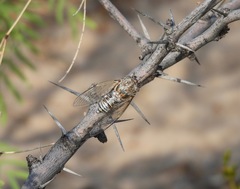 Diceroprocta eugraphica