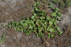 Calystegia macrostegia macrostegia