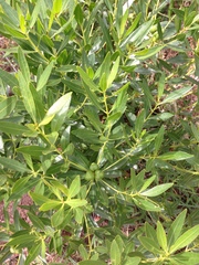 Stillingia sylvatica