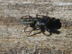 Metacyrba taeniola similis