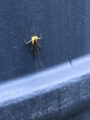 Stenacron interpunctatum interpunctatum