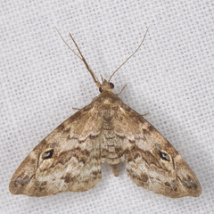 Melanomma auricinctaria