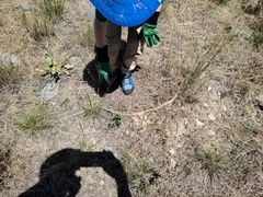 Coluber constrictor mormon