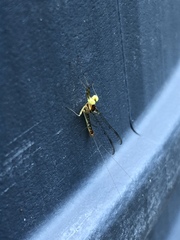 Stenacron interpunctatum interpunctatum