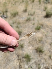 Coluber constrictor mormon