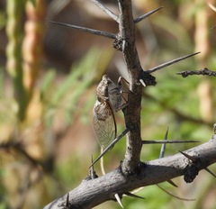 Diceroprocta eugraphica