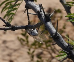Diceroprocta eugraphica
