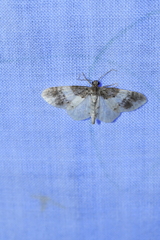 Hydrelia lucata
