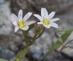Lewisia triphylla