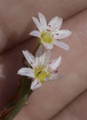 Lewisia triphylla